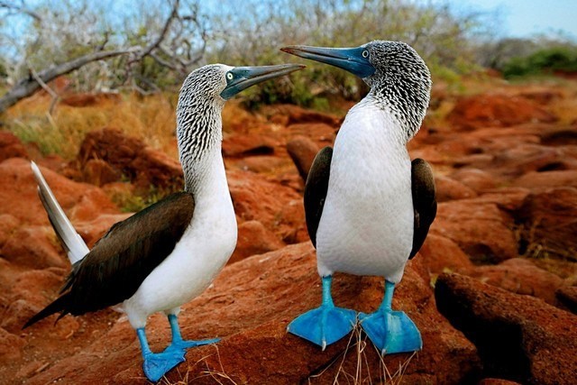 Voyage Au Pays Des Fous Aux Pieds Bleus Laquotidiennefr