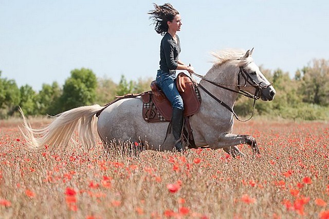 La camargue des chevaux