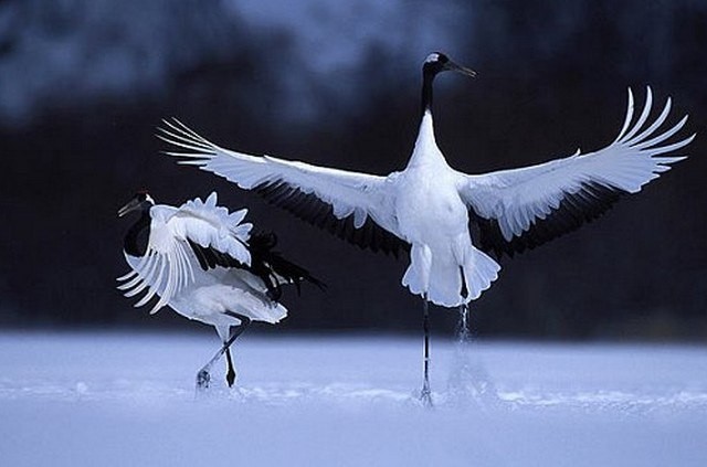 De Drôles Doiseaux à La Haute Touche Laquotidiennefr