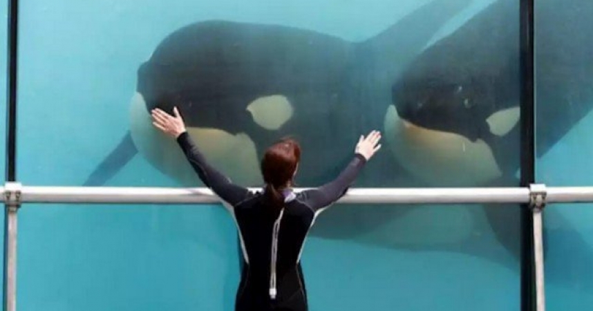 Le Marineland Desormais Dos Au Mur Laquotidienne Fr